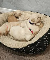 ✨Puppy Boy, a male Golden Retriever for sale in Syracuse, NY – 3 of 10