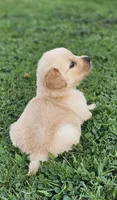 Puppy Girl, a female Golden Retriever for sale in Syracuse, NY – 4 of 6
