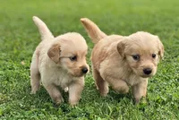 🌸Puppy Girl , a female Golden Retriever for sale in Syracuse, NY – 6 of 10
