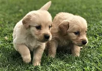 🌸Puppy Girl , a female Golden Retriever for sale in Syracuse, NY – 7 of 10
