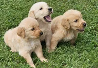 🌸Puppy Girl , a female Golden Retriever for sale in Syracuse, NY – 9 of 10