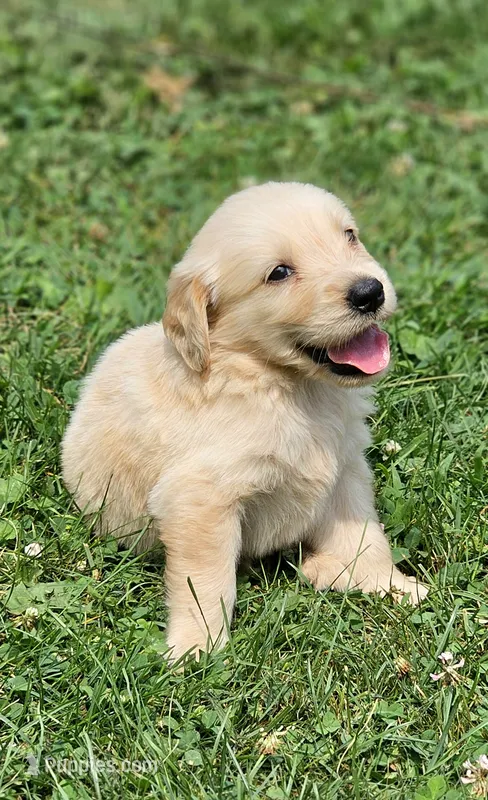 Puppy Boy – Golden Retriever puppy for sale in Syracuse, NY