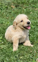 Puppy Boy, a male Golden Retriever for sale in Syracuse, NY – 8 of 9