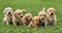 Puppy Girl, a female Golden Retriever for sale in Syracuse, NY – 5 of 6