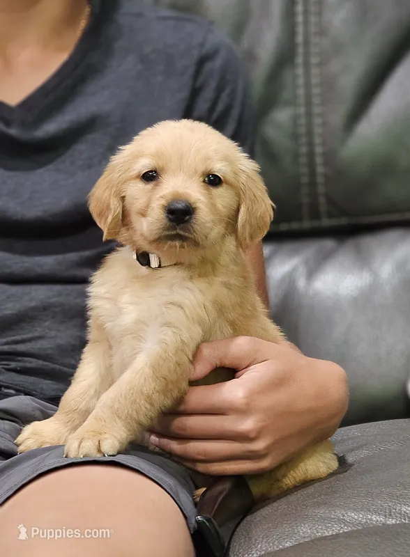 Puppy Boy – Golden Retriever puppy for sale in Syracuse, NY