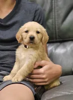 Puppy Boy, a male Golden Retriever for sale in Syracuse, NY – 1 of 7