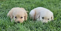 Puppy Boy, a male Golden Retriever for sale in Syracuse, NY – 5 of 7