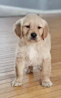 Puppy Boy, a male Golden Retriever for sale in Syracuse, NY – 1 of 9
