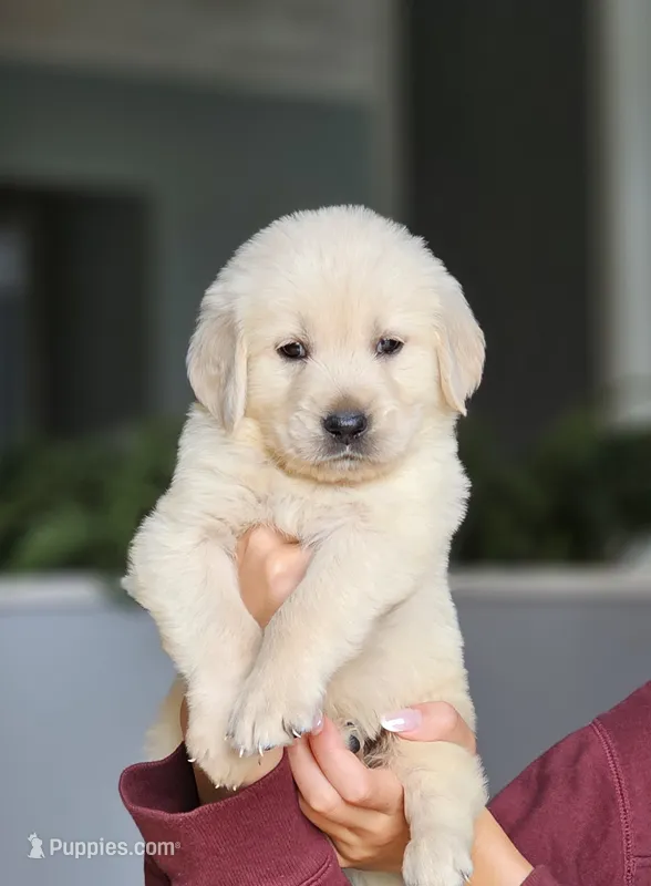 Puppy Girl ❤ – Golden Retriever puppy for sale in Syracuse, NY