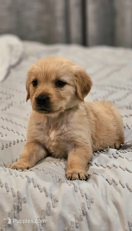 Puppy Boy – Golden Retriever puppy for sale in Syracuse, NY