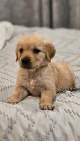 Puppy Boy, a male Golden Retriever for sale in Syracuse, NY – 1 of 7