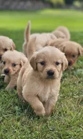Puppy Girl, a female Golden Retriever for sale in Syracuse, NY – 2 of 6