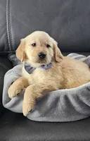 ✨Puppy Boy, a male Golden Retriever for sale in Syracuse, NY – 8 of 10