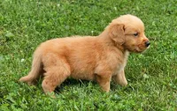 Puppy Girl, a female Golden Retriever for sale in Syracuse, NY – 4 of 5
