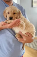✨Puppy Boy, a male Golden Retriever for sale in Syracuse, NY – 6 of 10