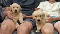Puppy Boy, a male Golden Retriever for sale in Syracuse, NY – 4 of 7