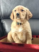 Puppy Boy, a male Golden Retriever for sale in Syracuse, NY – 2 of 7