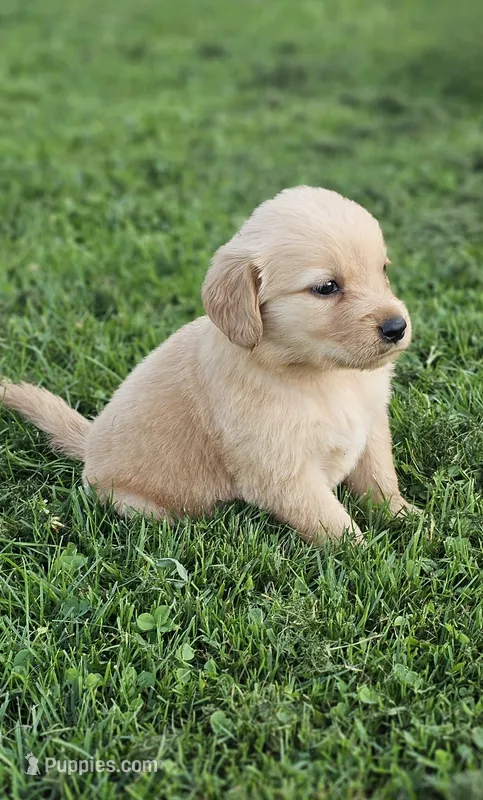 Puppy Girl – Golden Retriever puppy for sale in Syracuse, NY