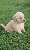 Puppy Girl, a female Golden Retriever for sale in Syracuse, NY – 1 of 6