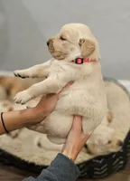 🌸Puppy Girl , a female Golden Retriever for sale in Syracuse, NY – 3 of 10