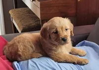 Puppy Boy, a male Golden Retriever for sale in Syracuse, NY – 3 of 7
