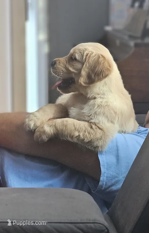 Puppy Boy – Golden Retriever puppy for sale in Syracuse, NY