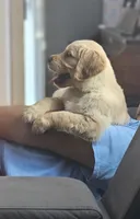Puppy Boy, a male Golden Retriever for sale in Syracuse, NY – 5 of 7