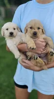 ✨Puppy Boy, a male Golden Retriever for sale in Syracuse, NY – 9 of 10