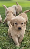 Puppy Boy, a male Golden Retriever for sale in Syracuse, NY – 9 of 9