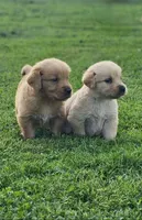 Puppy Boy, a male Golden Retriever for sale in Syracuse, NY – 3 of 7