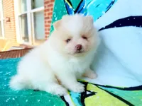 Buzz Lightyear, a male Pomeranian for sale in Dawsonville, GA – 4 of 6