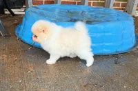 Woody, a male Pomeranian for sale in Dawsonville, GA – 6 of 6