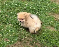Nash, a male Pomeranian for sale in Dawsonville, GA – 3 of 6