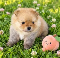 PEACHES - CKC Pomeranian, a female Pomeranian for sale in Dawsonville, GA – 4 of 6