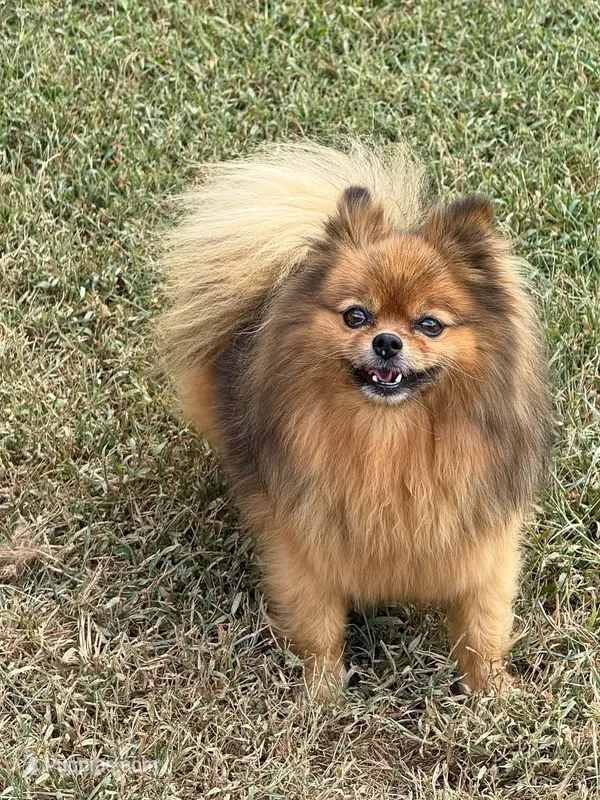 Poppy - CKC Pomeranian – Pomeranian puppy for sale in Dawsonville, GA