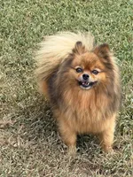 Poppy - CKC Pomeranian, a female Pomeranian for sale in Dawsonville, GA – 5 of 6