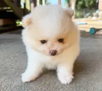 Buzz Lightyear, a male Pomeranian for sale in Dawsonville, GA – 2 of 6