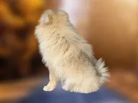 Nash, a male Pomeranian for sale in Dawsonville, GA – 5 of 6