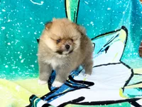 JESSIE, a female Pomeranian for sale in Dawsonville, GA – 5 of 6