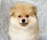 Nash, a male Pomeranian for sale in Dawsonville, GA – 2 of 6