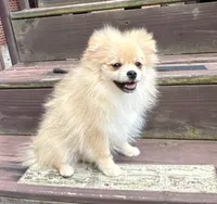 Oliver, a male Pomeranian for sale in Dawsonville, GA – 5 of 6