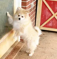 Timber, a male Pomeranian for sale in Dawsonville, GA – 2 of 6