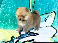 JESSIE, a female Pomeranian for sale in Dawsonville, GA – 4 of 6