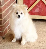 Timber, a male Pomeranian for sale in Dawsonville, GA – 3 of 6
