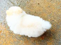 Woody, a male Pomeranian for sale in Dawsonville, GA – 4 of 6