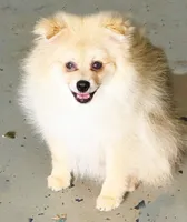 Nash, a male Pomeranian for sale in Dawsonville, GA – 4 of 6