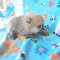 BABYCAKES - CKC Pomeranian, a female Pomeranian for sale in Dawsonville, GA – 2 of 6
