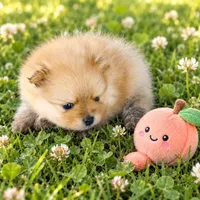 PEACHES - CKC Pomeranian, a female Pomeranian for sale in Dawsonville, GA – 2 of 6