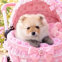 LADYBUG - CKC Pomeranian, a female Pomeranian for sale in Dawsonville, GA – 5 of 6
