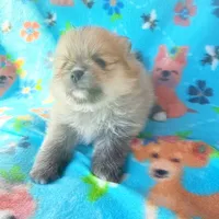 BABYCAKES - CKC Pomeranian, a female Pomeranian for sale in Dawsonville, GA – 6 of 6
